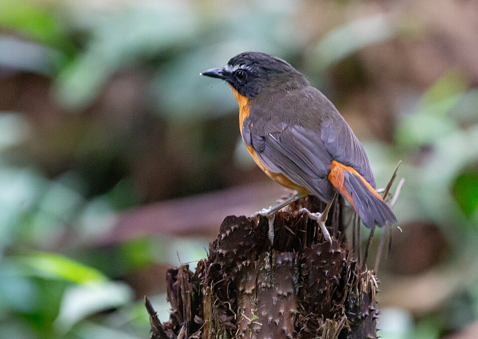 Mountain Robin-Chat