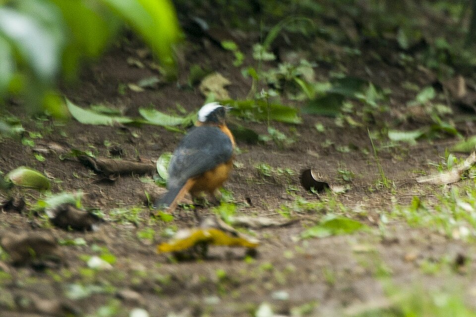 Snowy-crowned Robin-Chat