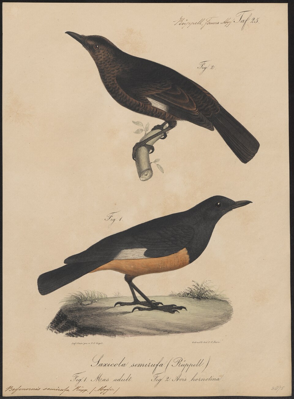 Rüppell's Robin-Chat