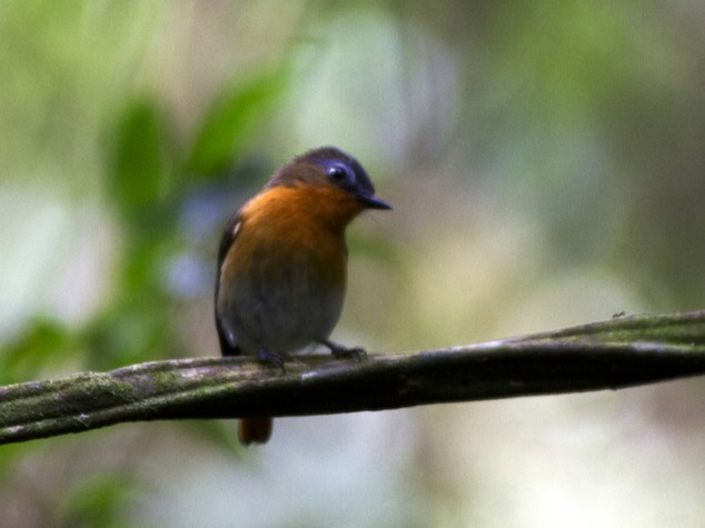 White-bellied Robin-Chat