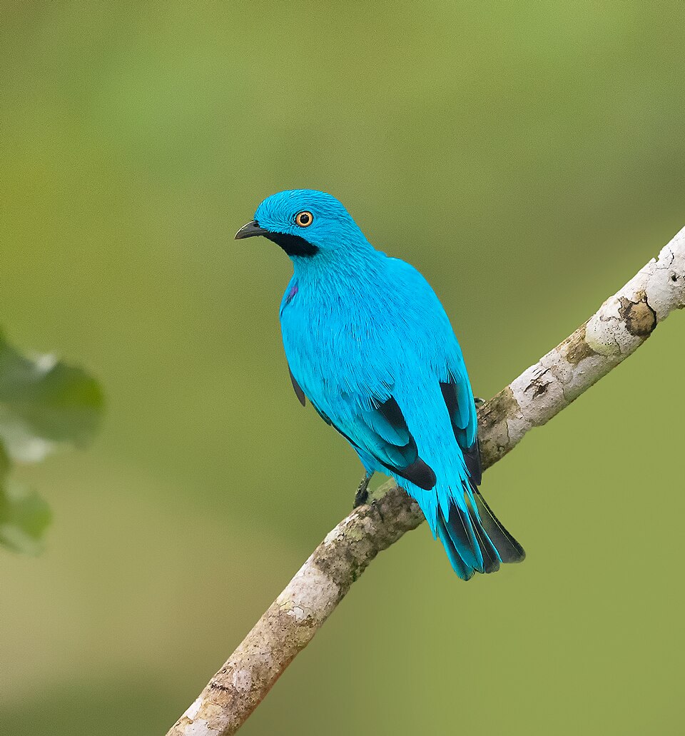 Plum-throated Cotinga