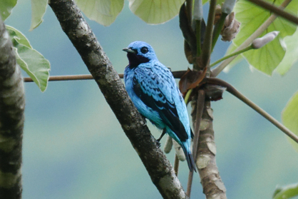 Turquoise Cotinga