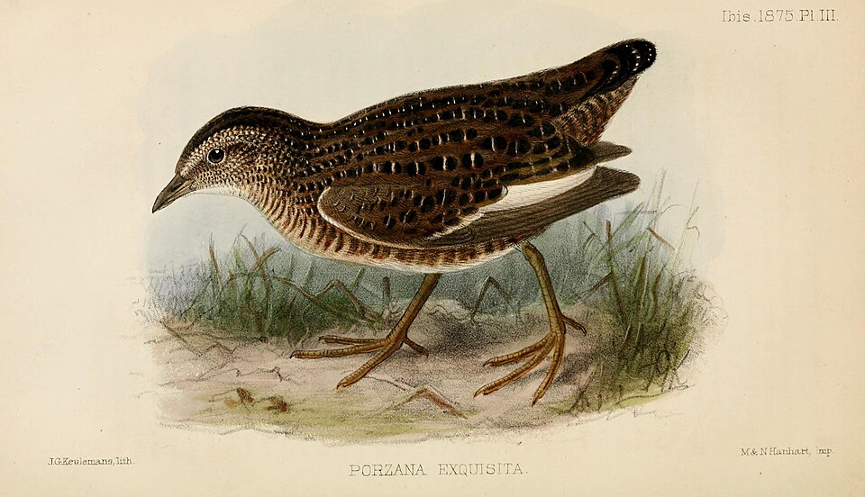 Swinhoe's Rail