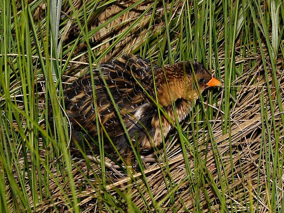 Yellow Rail