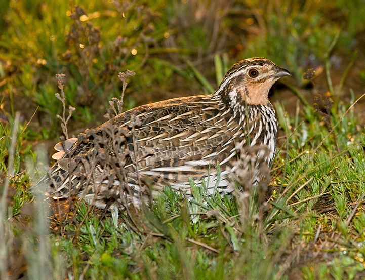 Stubble Quail