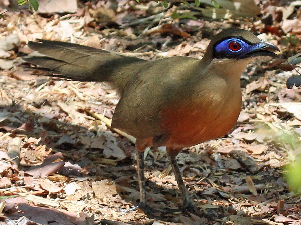 Coquerel's Coua
