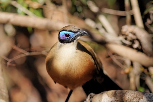 Giant Coua