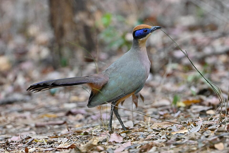 Red-capped Coua