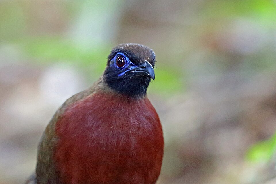 Red-breasted Coua