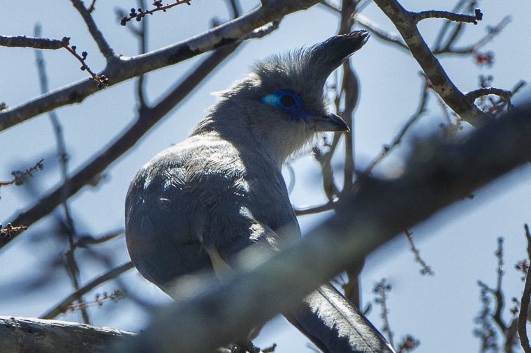 Verreaux's Coua