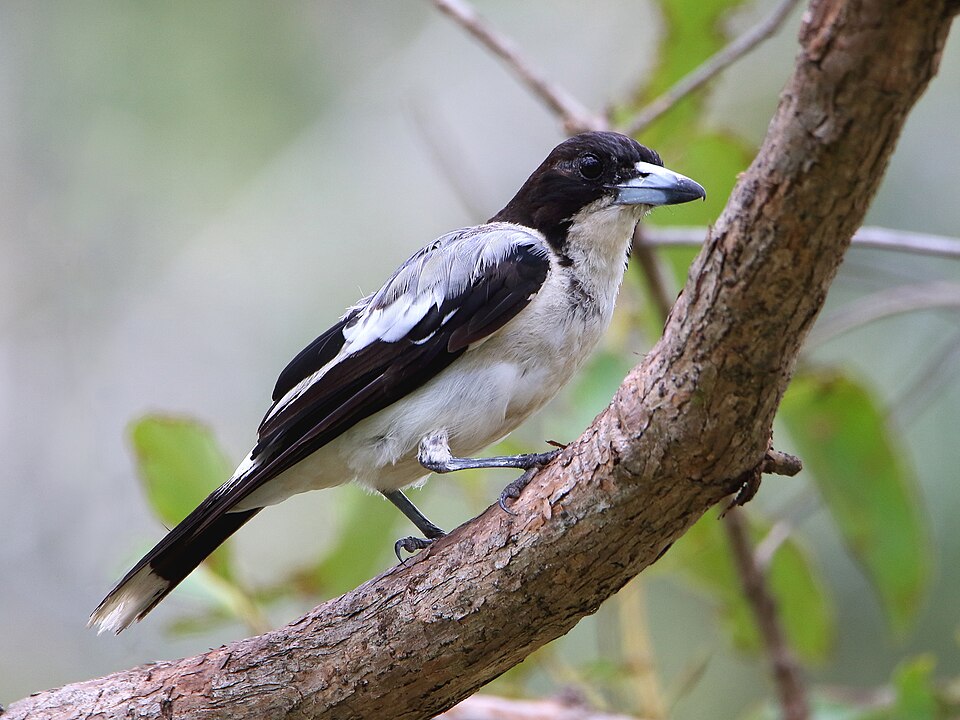 Silver-backed Butcherbird