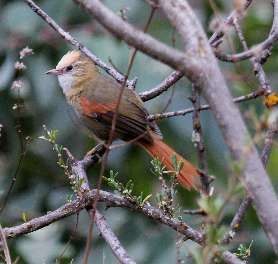 Creamy-crested Spinetail