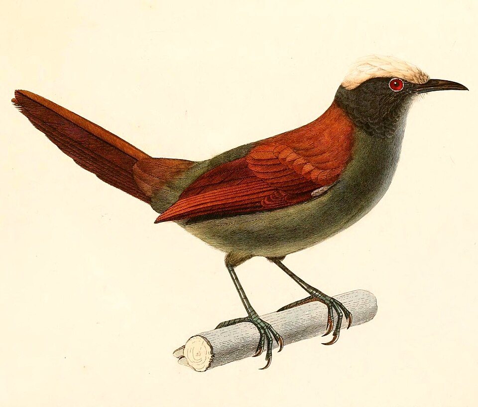 Light-crowned Spinetail