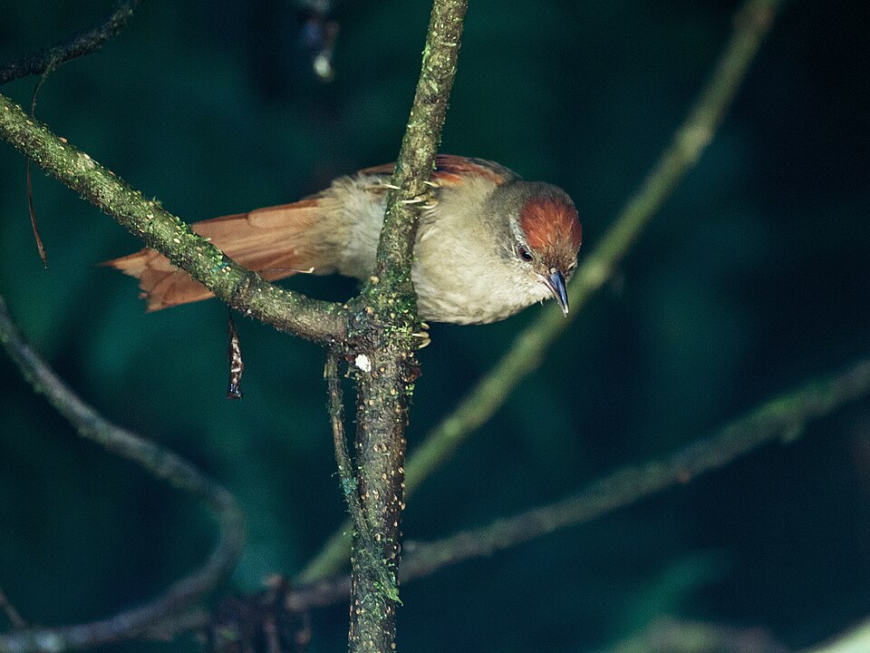 Ash-browed Spinetail