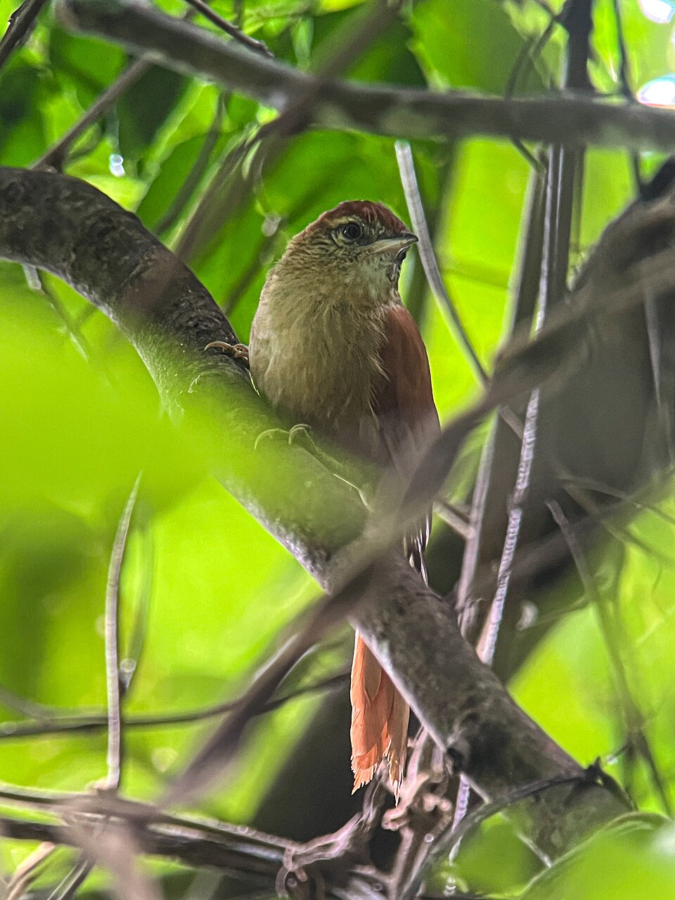 Coiba Spinetail