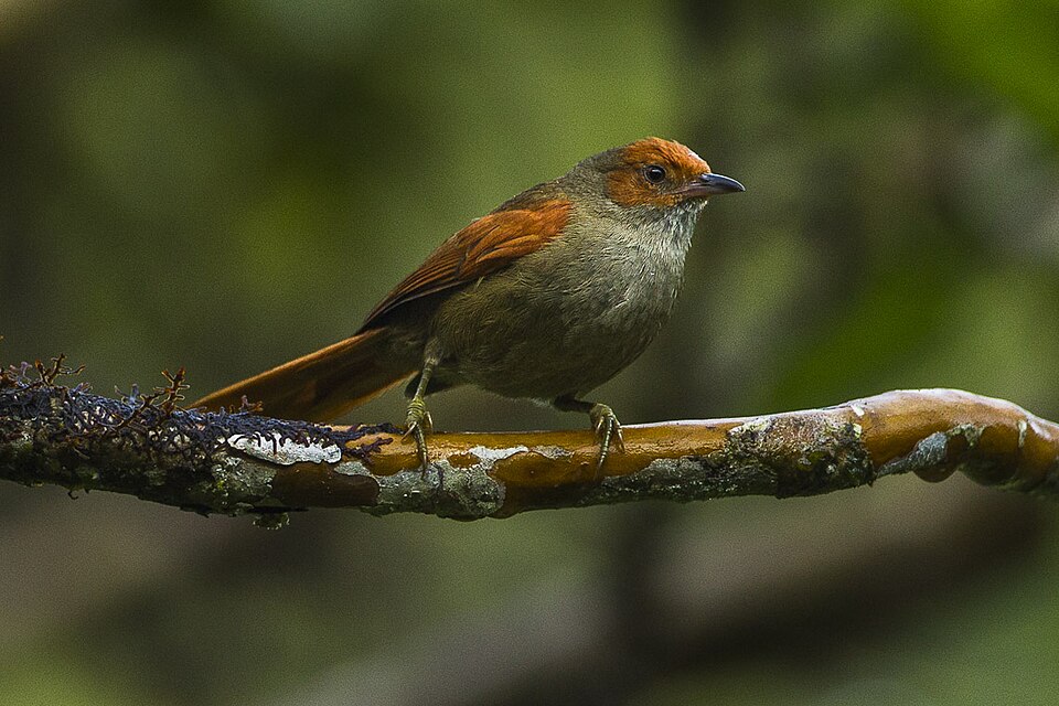 Red-faced Spinetail