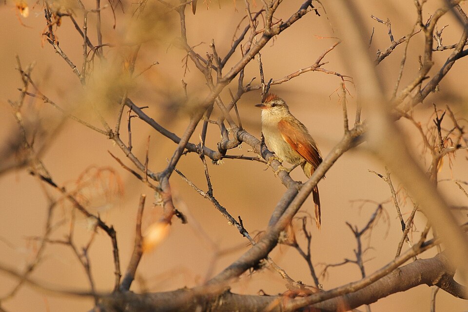 Bolivian Spinetail