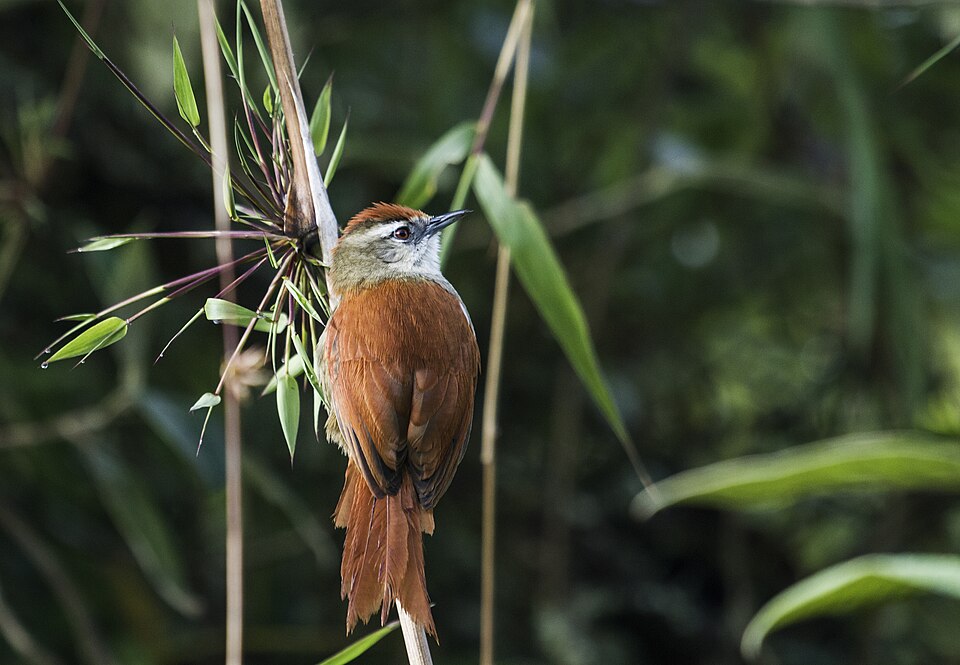 Marcapata Spinetail