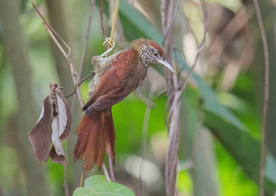 Scaled Spinetail