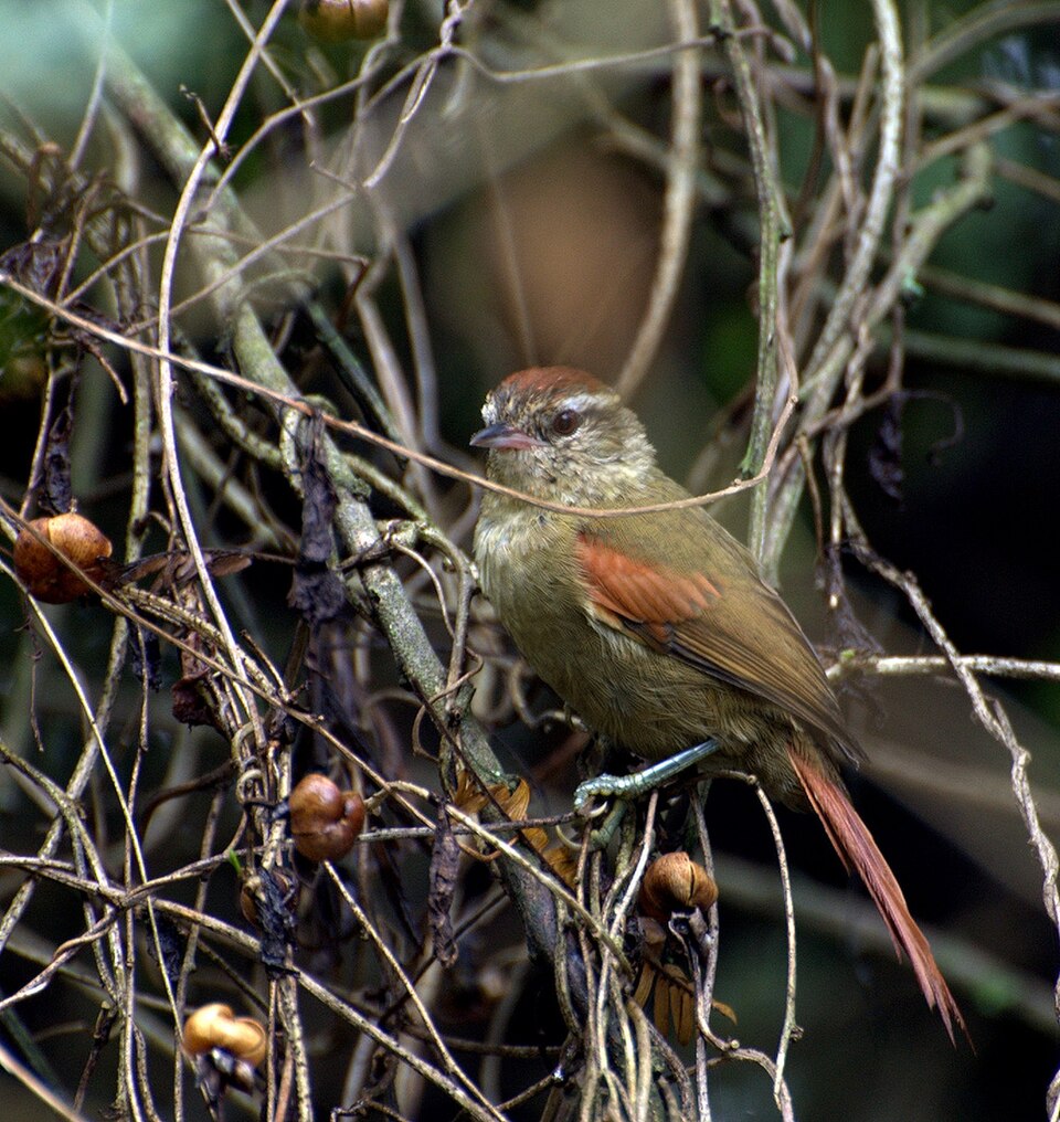 Pallid Spinetail