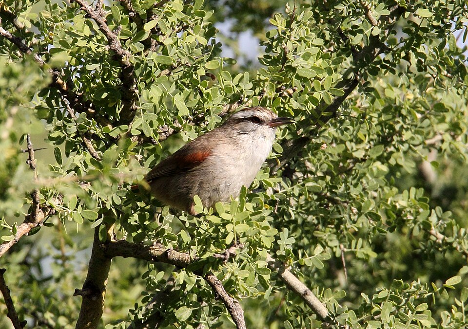 Stripe-crowned Spinetail