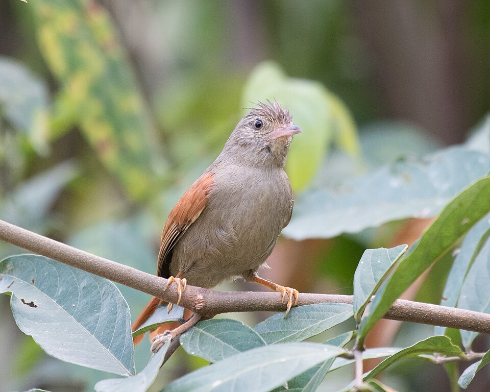 Crested Spinetail