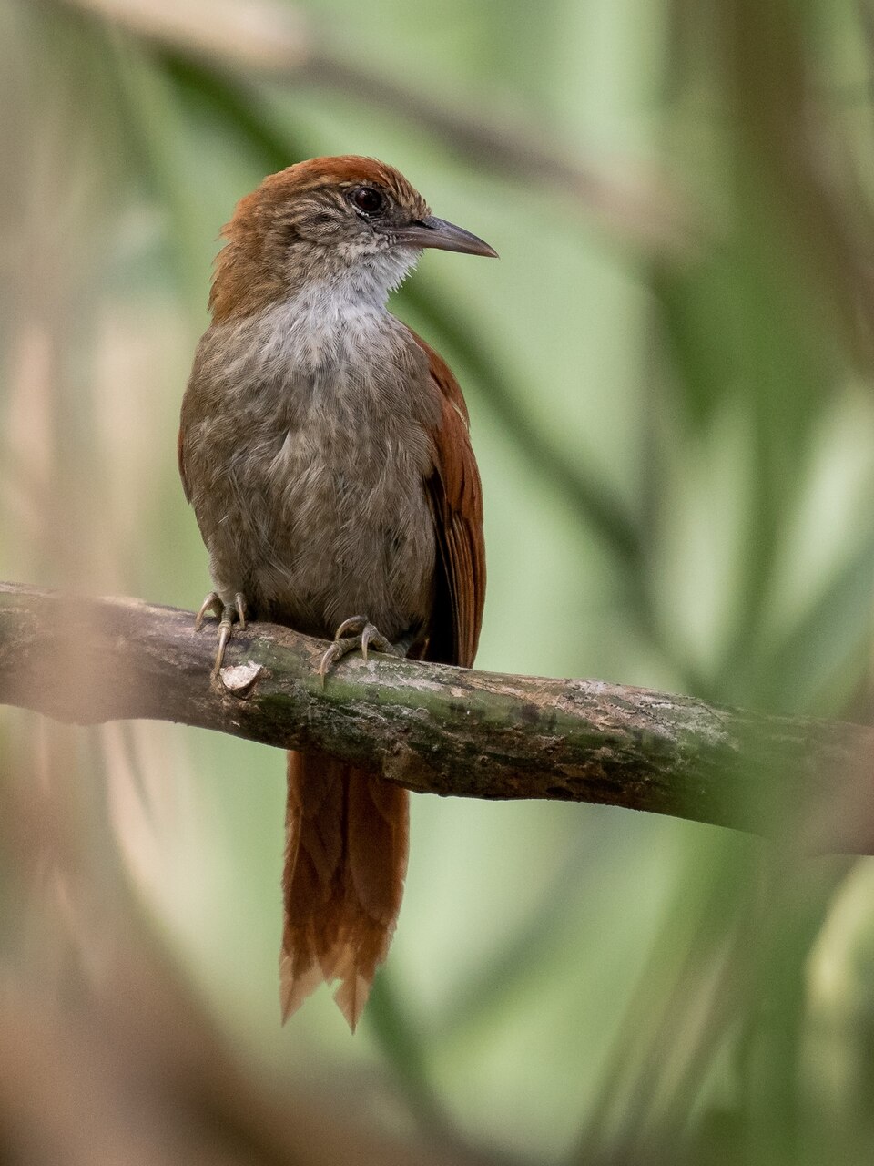 Parker's Spinetail
