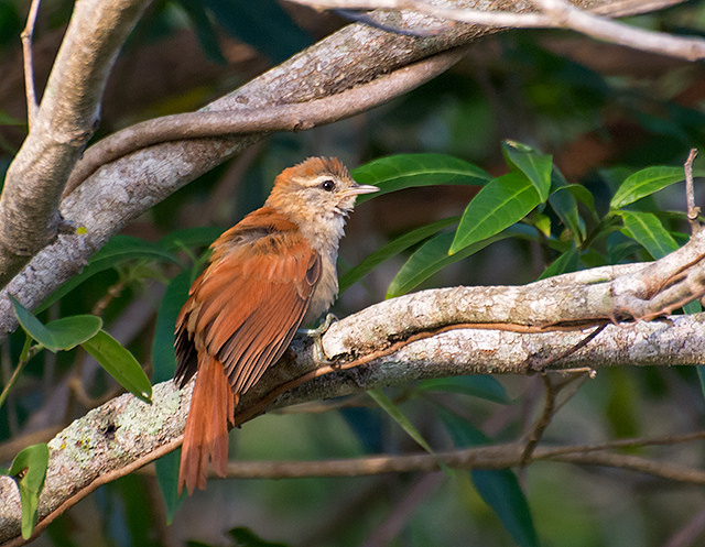 Rusty-backed Spinetail