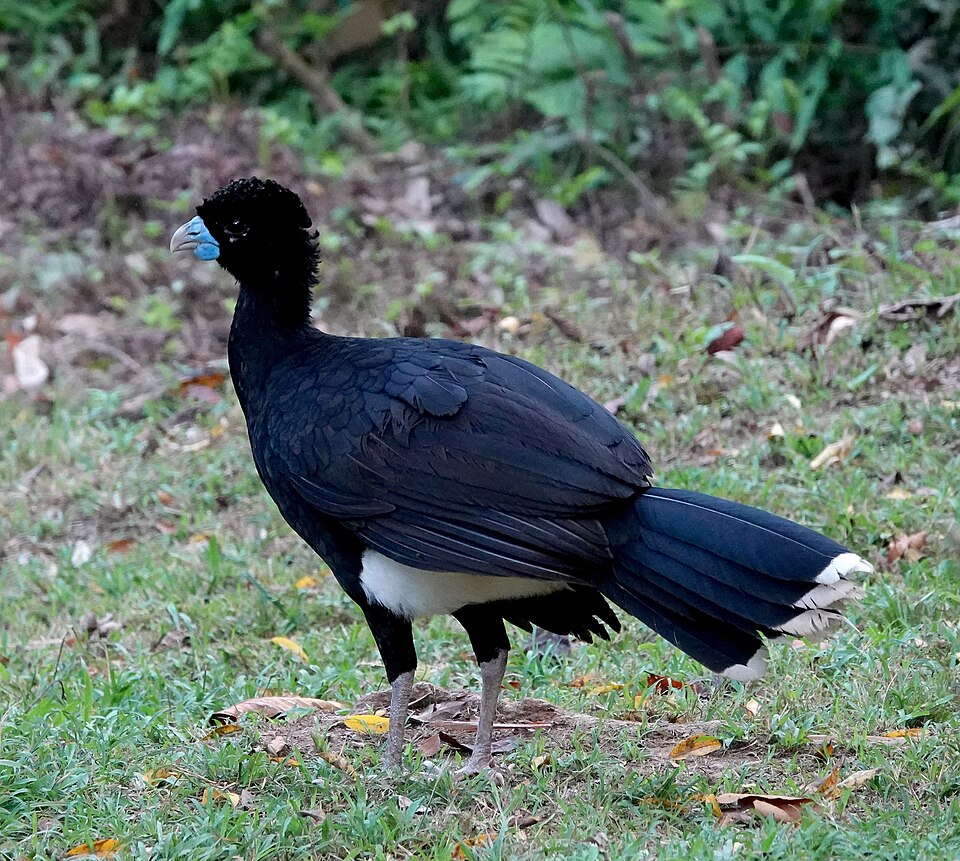 Blue-billed Curassow