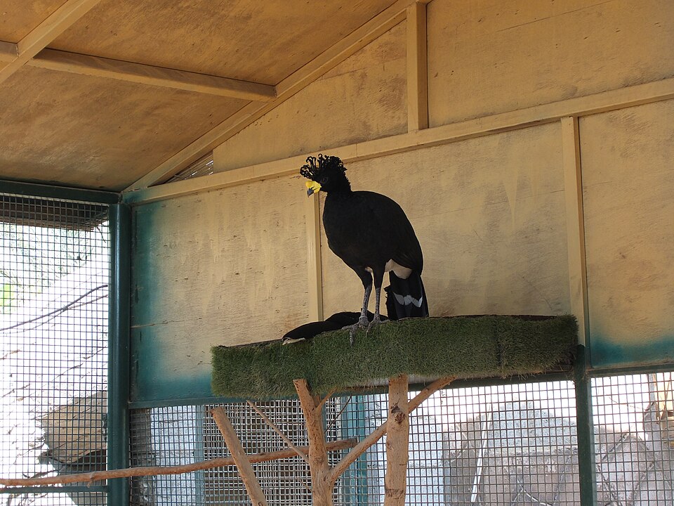 Yellow-knobbed Curassow