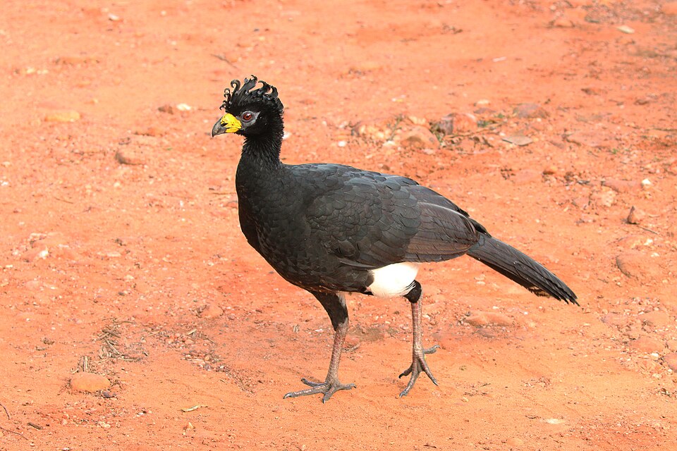 Bare-faced Curassow