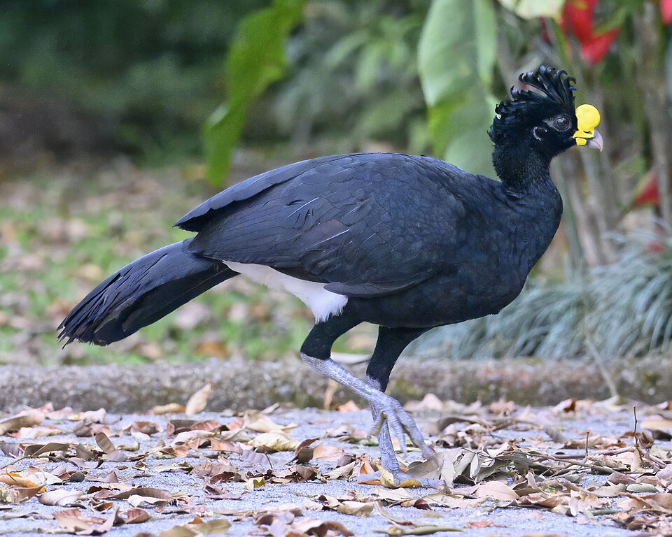 Great Curassow