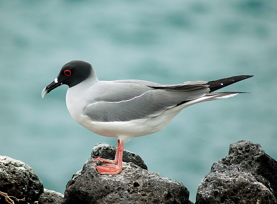 Swallow-tailed Gull