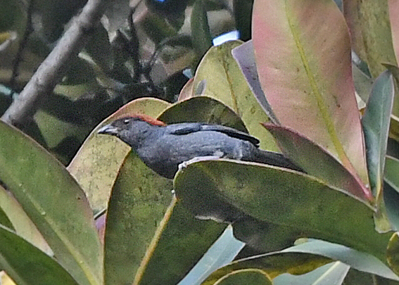 Slaty Tanager