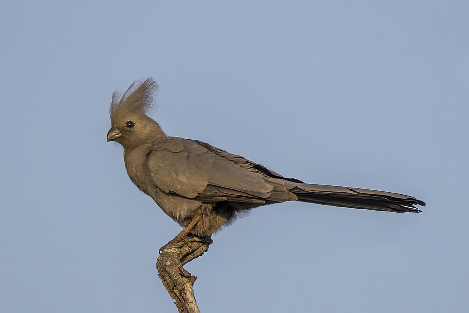 Grey Go-away-bird