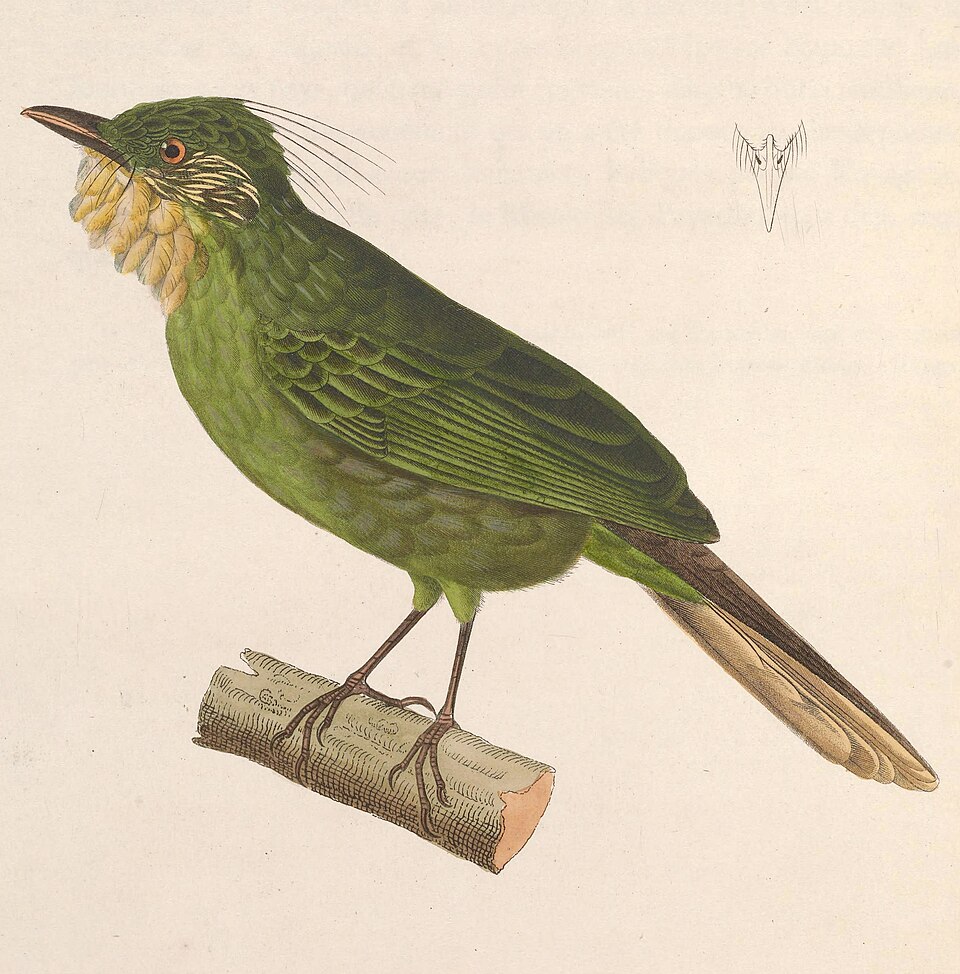 Western Bearded Greenbul
