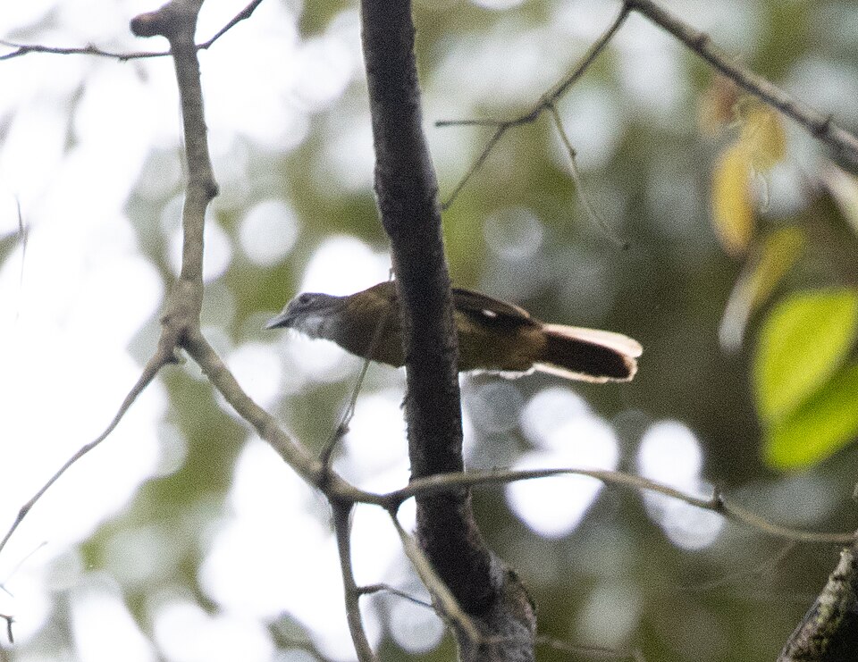 White-bearded Greenbul