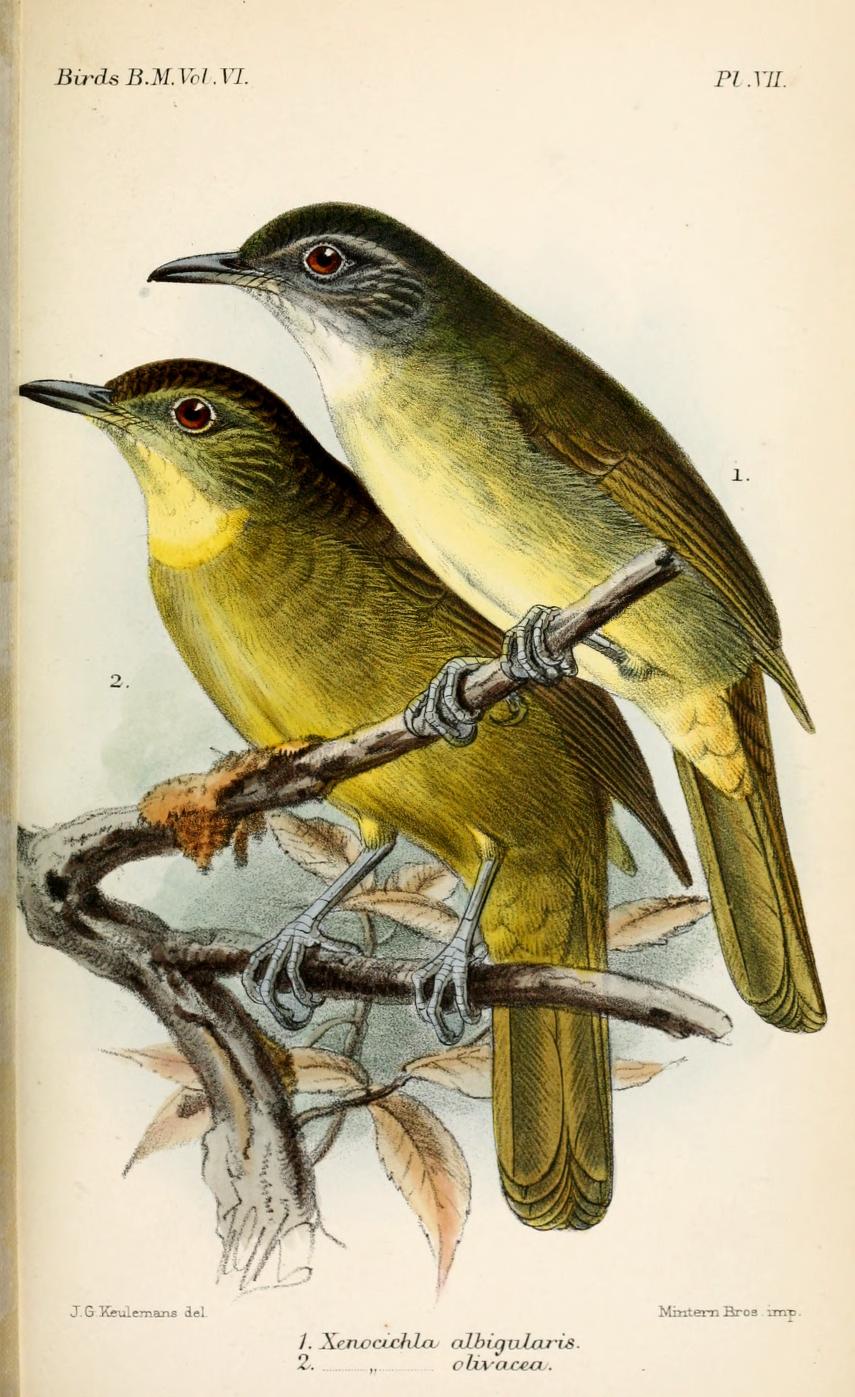 Yellow-bearded Greenbul