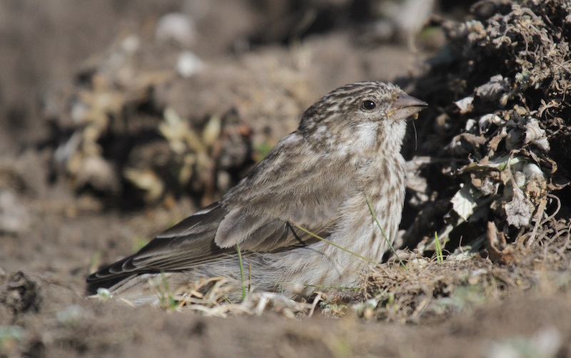 Ankober Serin