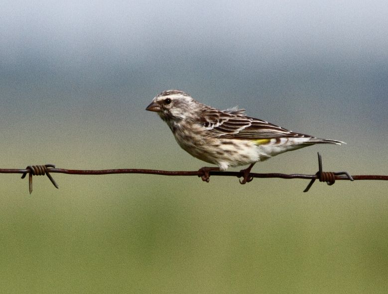 Black-throated Canary
