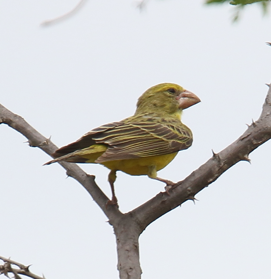 Southern Grosbeak-Canary