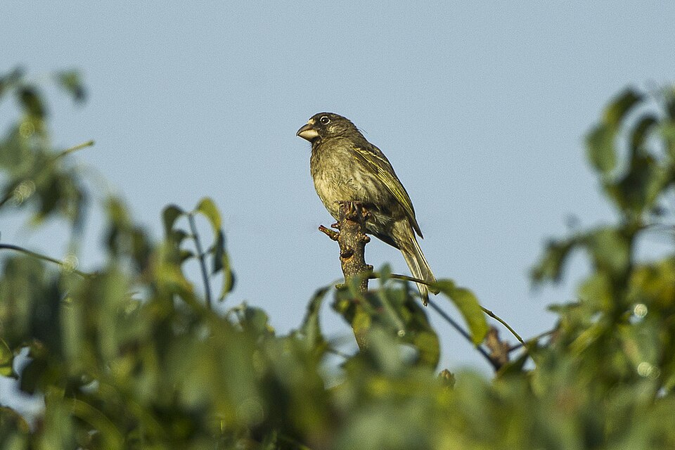Thick-billed Seedeater
