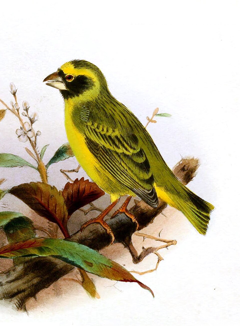 Black-faced Canary