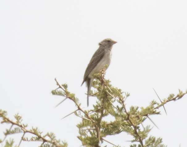 Yellow-throated Seedeater