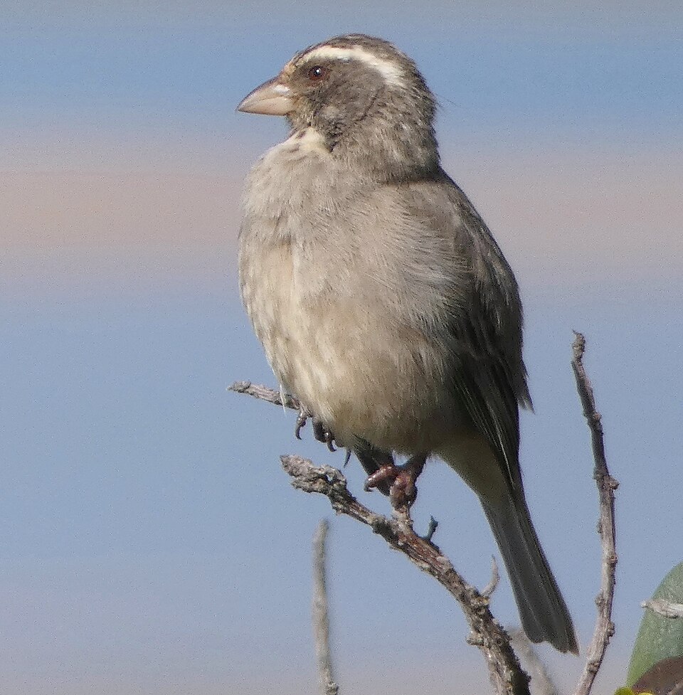 Streaky-headed Seedeater
