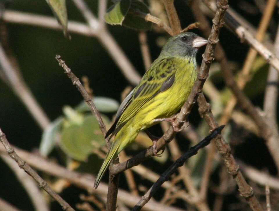 Southern Citril