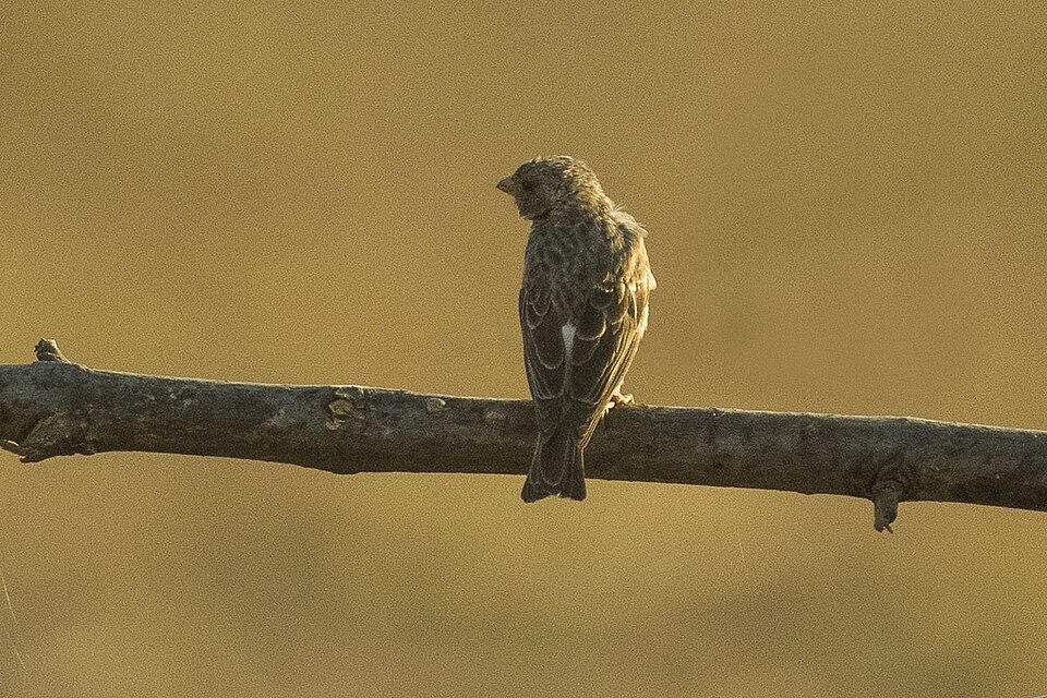 White-rumped Seedeater