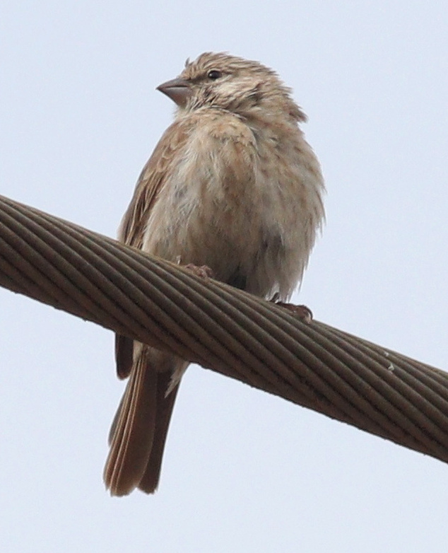 Yemen Serin