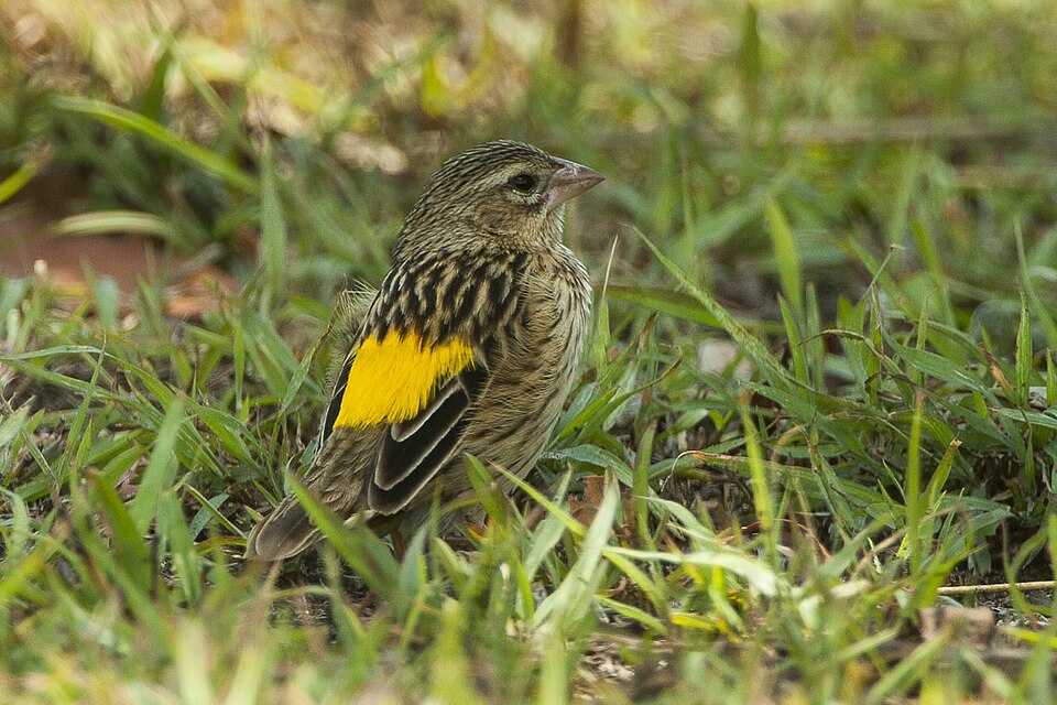 Reichenow's Seedeater