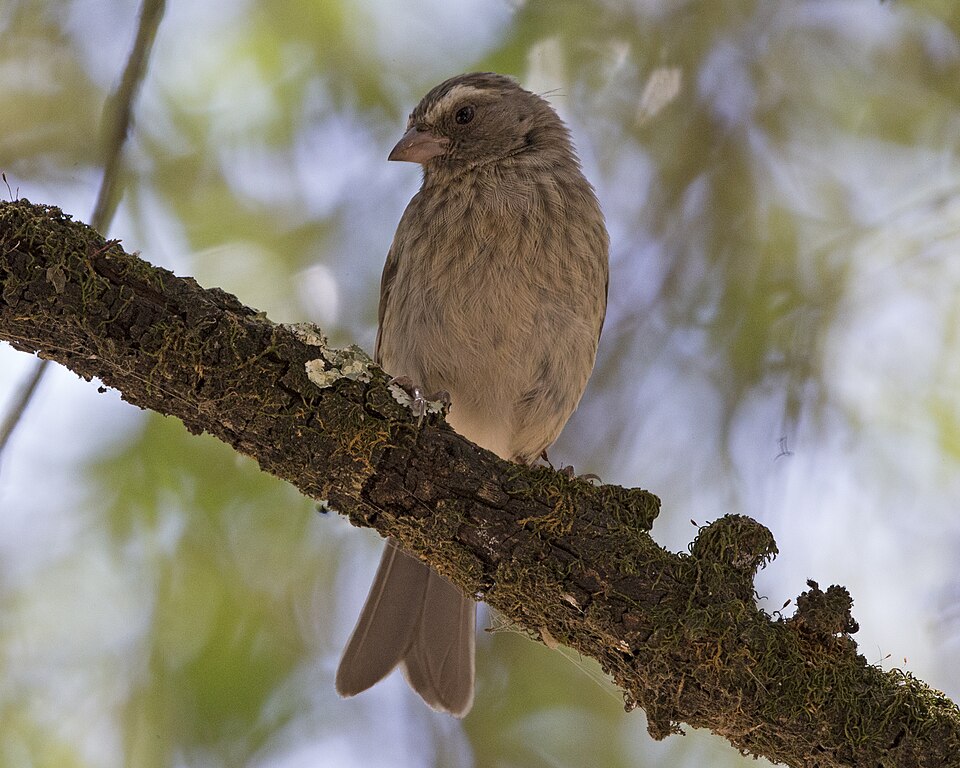 Stripe-breasted Seedeater
